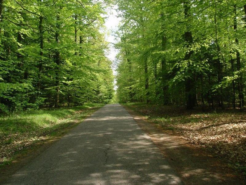 Gite Du Cerf Birkenwald Exterior foto